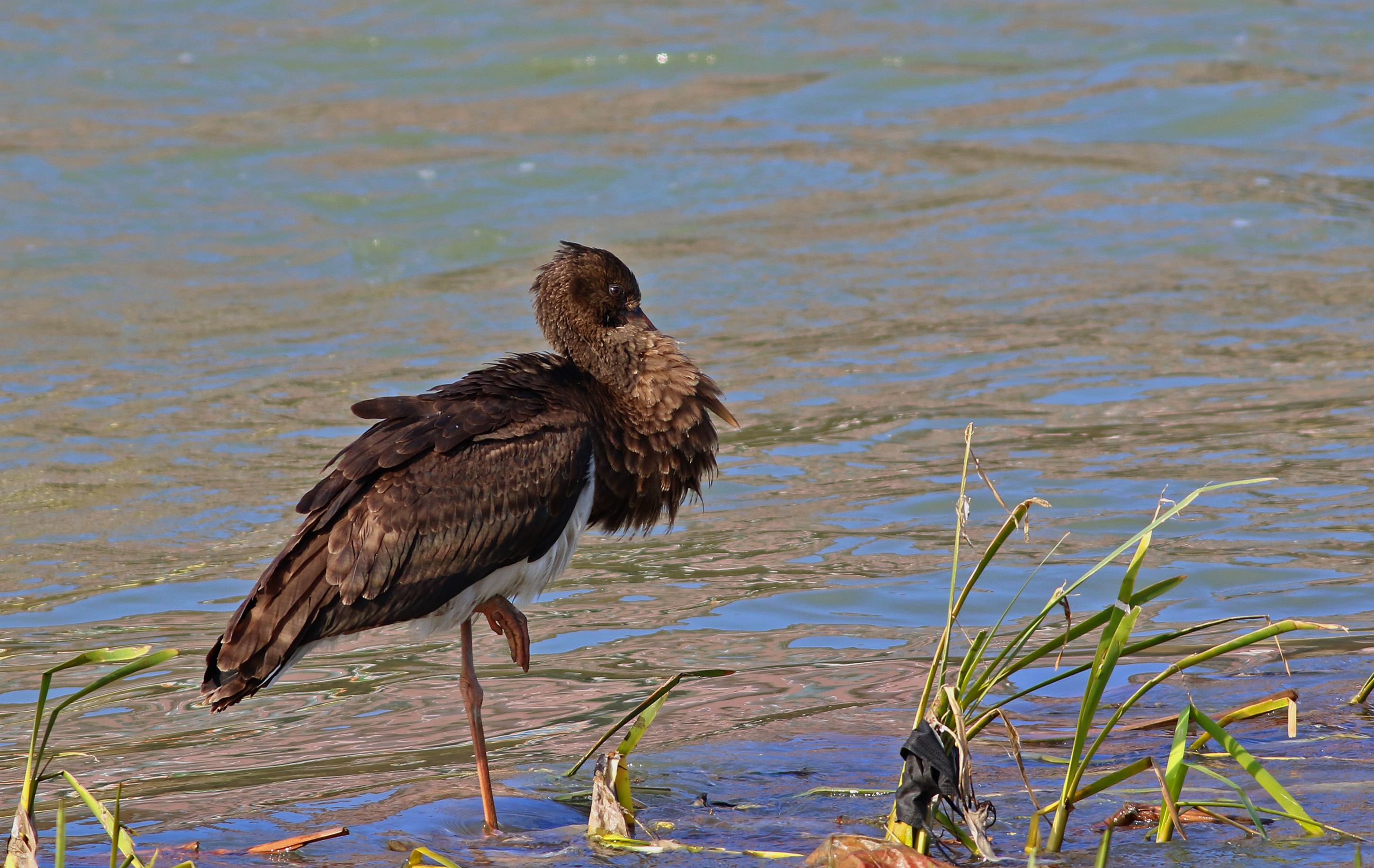 Black Stork